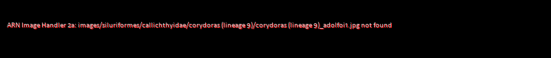 Corydoras (lineage 9) adolfoi